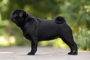 Pug — Black coat