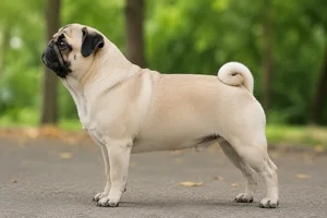 Pug — Fawn coat
