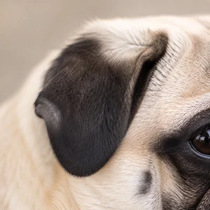 Pug — ears