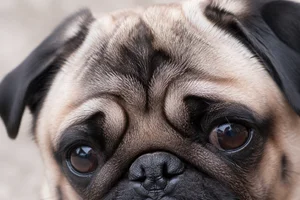 Pug — eyes