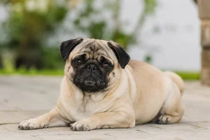 Pug — lying down