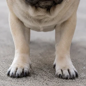Pug — paws