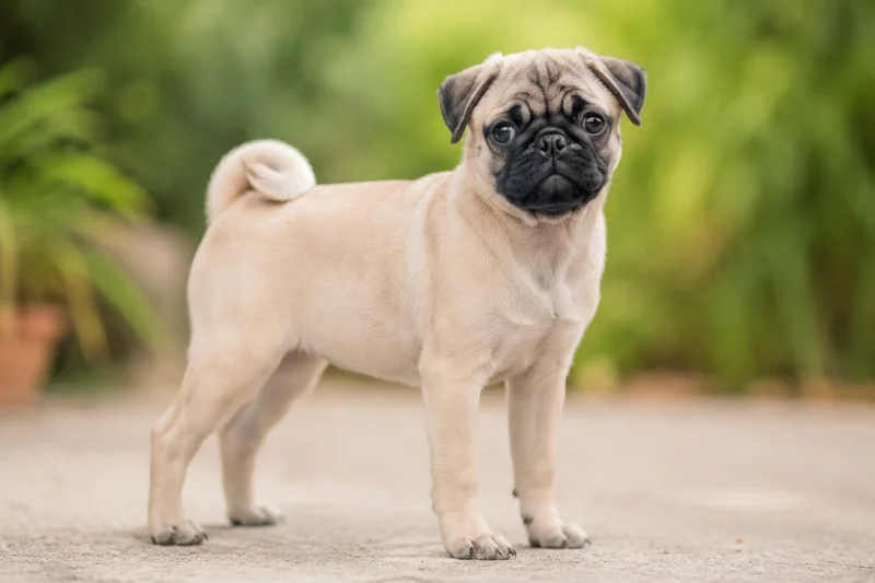 Pug — puppy (~4 mo)