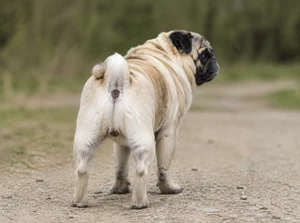Pug — rear