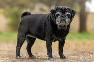 Pug — senior