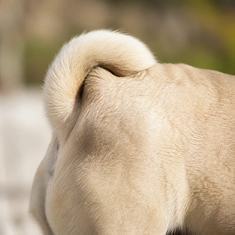 Pug — tail