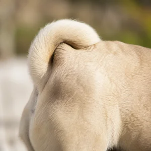 Pug — tail