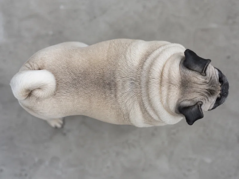 Pug — top