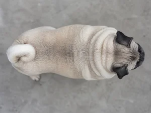 Pug — top