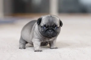 Pug — young puppy (~1 mo)
