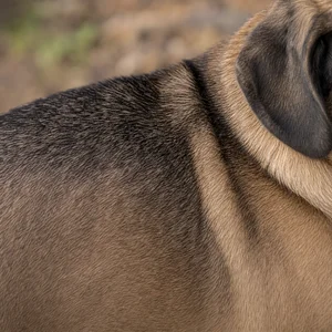 Puggle — coat texture