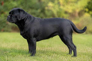 Puggle — Black coat
