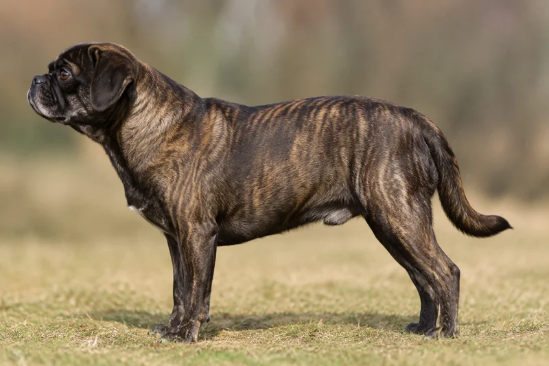 Puggle — Brindle coat