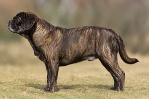 Puggle — Brindle coat