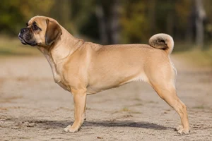 Puggle — Fawn coat