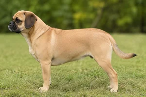 Puggle — Tan coat