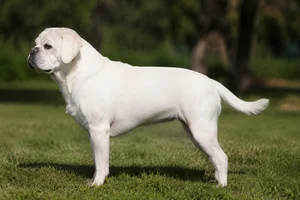 Puggle — White coat