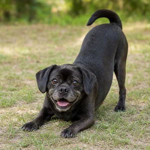 Puggle — playful