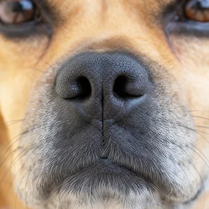 Puggle — nose