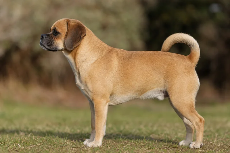 Puggle — side