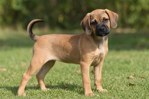 Puggle — puppy (~4 mo)