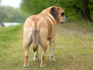 Puggle — rear