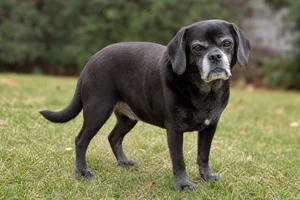 Puggle — senior