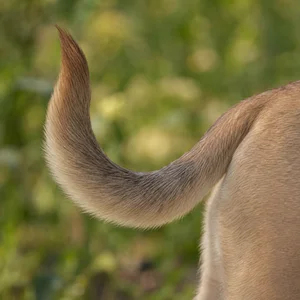 Puggle — tail
