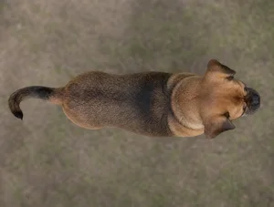 Puggle — top