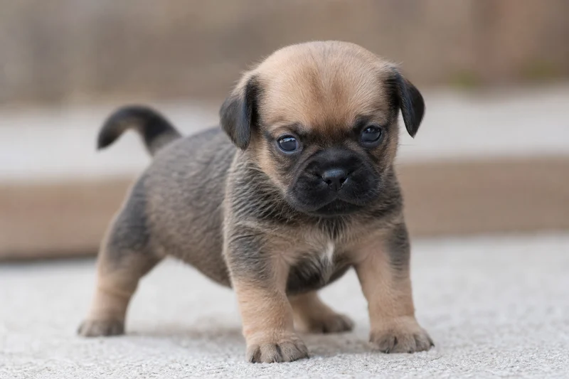 Puggle — young puppy (~1 mo)