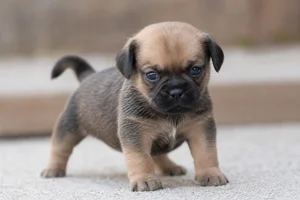Puggle — young puppy (~1 mo)