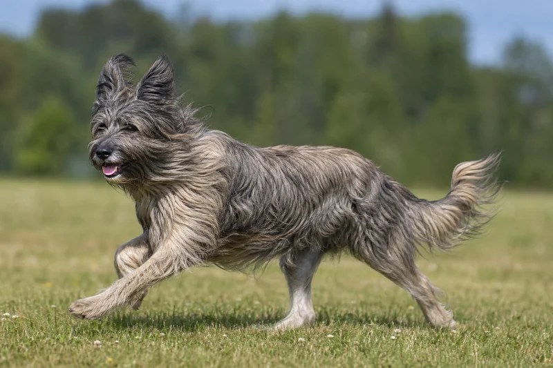 Pyrenean Sheepdog — running