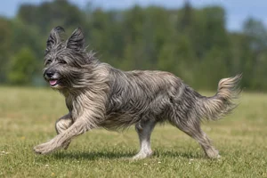 Pyrenean Sheepdog — running