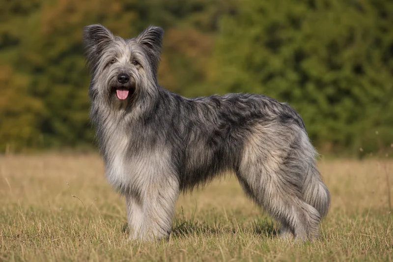 Pyrenean Sheepdog — adult