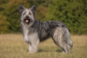 Pyrenean Sheepdog — adult