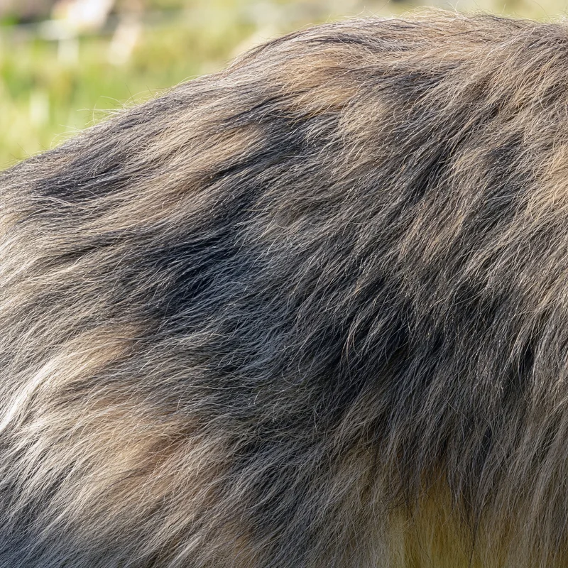 Pyrenean Sheepdog — coat texture