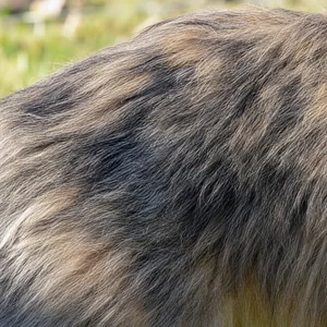 Pyrenean Sheepdog — coat texture