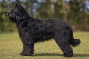 Pyrenean Sheepdog — Black coat