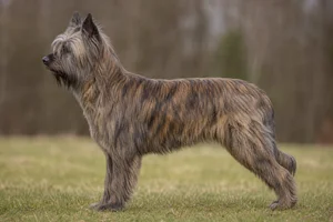 Pyrenean Sheepdog — Brindle coat