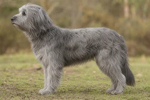 Pyrenean Sheepdog — Grey coat
