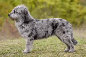 Pyrenean Sheepdog — Merle coat