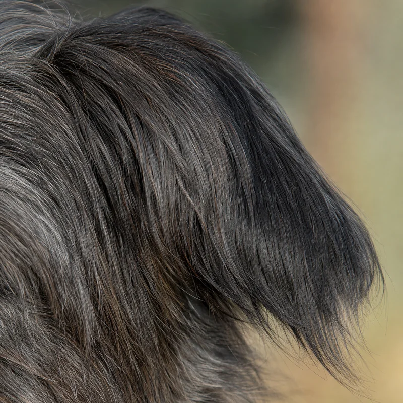 Pyrenean Sheepdog — ears