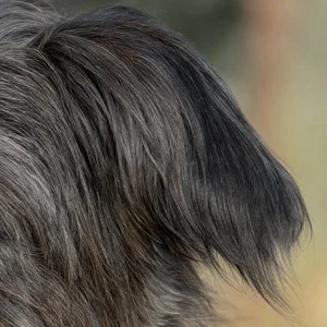 Pyrenean Sheepdog — ears