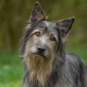 Pyrenean Sheepdog — alert