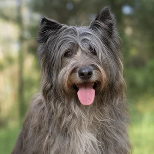 Pyrenean Sheepdog — happy