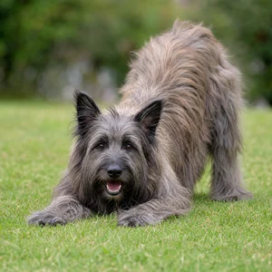 Pyrenean Sheepdog — playful