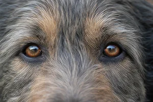 Pyrenean Sheepdog — eyes