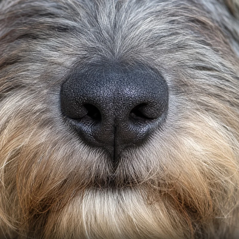Pyrenean Sheepdog — nose