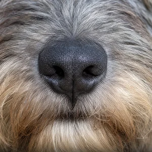 Pyrenean Sheepdog — nose