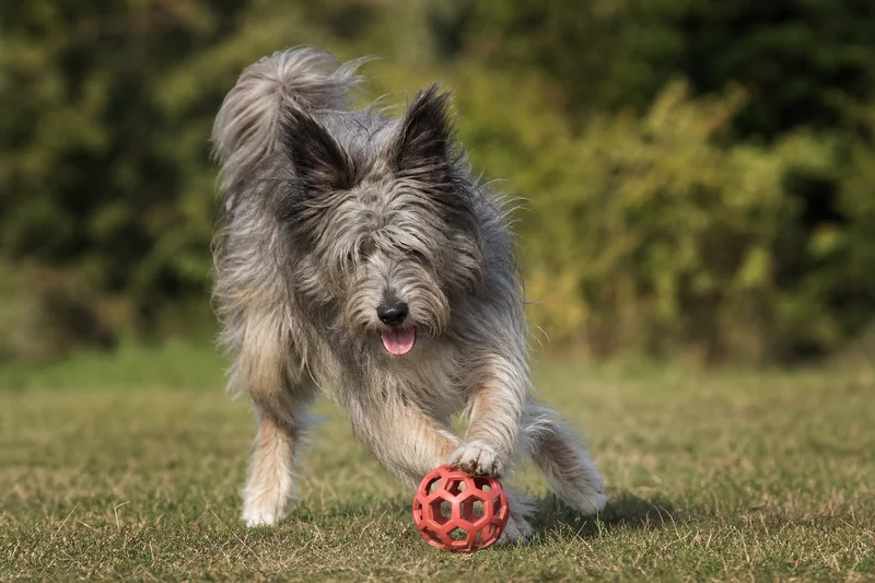 Pyrenean Sheepdog — playing